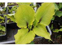 Hosta 